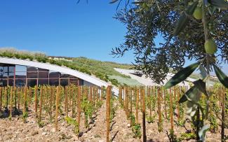 The glass façade makes the roof look even lighter. Olive branch and vines in front of a pitched green roof